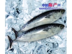 大量供应炸弹鱼原料