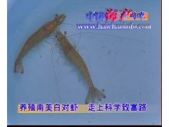 大量供应无公害对虾