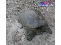 供应仿生态大甲鱼