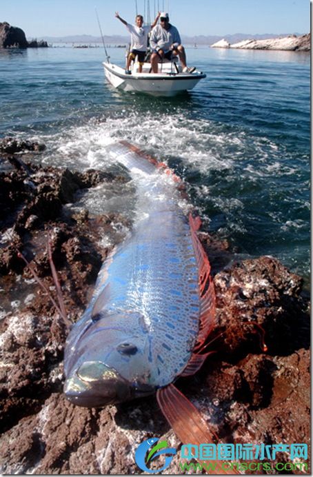 世界上最长的多骨鱼皇带鱼