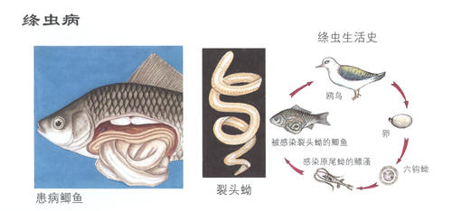 绦虫病症状及防治技术