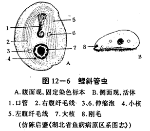 斜管虫病症状及防治技术