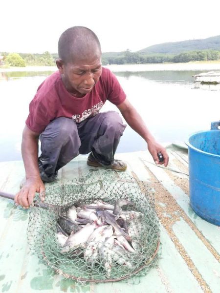 白骨鱼"扎根"海南儋州大王岭水库_水产养殖_新闻_中国