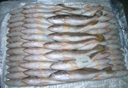 印度黄菇鱼tt croaker