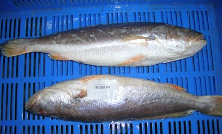 印度黄菇鱼tt croaker