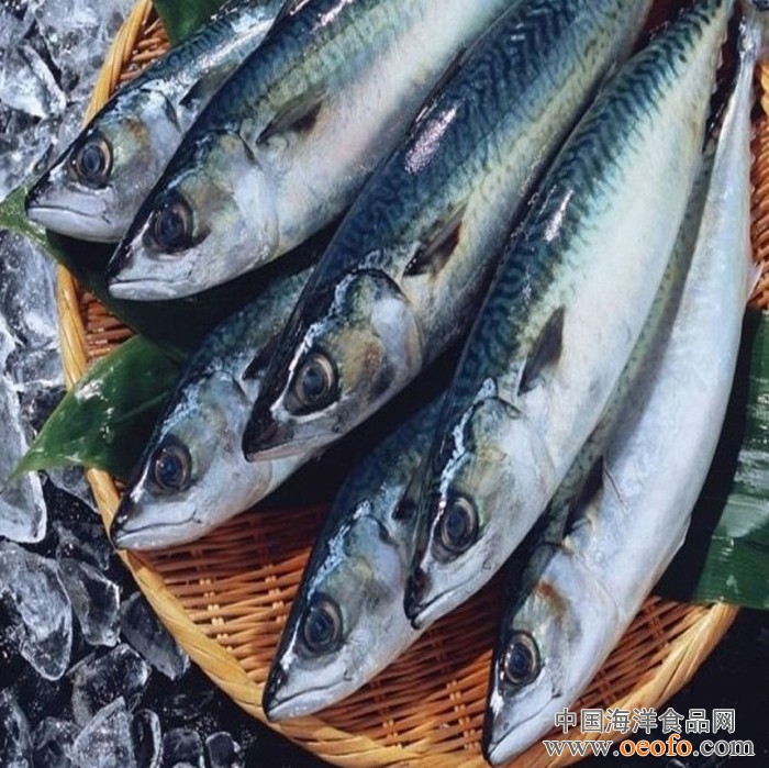 长期供应 鲐鱼 海鱼 华善挪威顶级鲐鱼 400-650g/袋 29元/袋