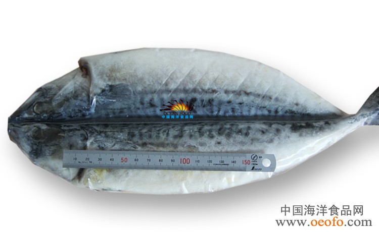 长期供应 鲅鱼 鲅鱼饼子 海鲜 一夜干鲐鲅鱼 约400g/条 26元/条