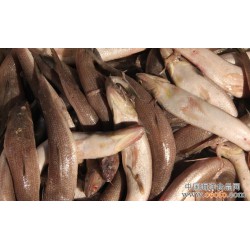 长期供应 大渔场 鲜活海鲜 海产鱼类 梭鱼 香梭鱼 60g/条 10元/500g