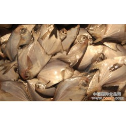 长期供应 大渔场 鲜活海鲜 大连海鲜 白鲳鱼 150g/条 33元/500g