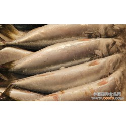 长期供应 大渔场 鲜活海鲜 大连海鲜 鲐鲅鱼 250g/条 10元/500g