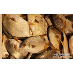 长期供应 大渔场 鲜活海鲜 海产鱼类 金鲳鱼 约500g/条