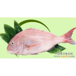 长期供应 大渔场 鲜活海鲜 野生加吉鱼 鲷鱼 班加吉  加吉鱼 750g/条