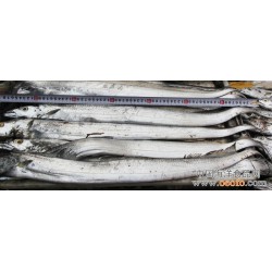 长期供应 带鱼 大连特产 深海带鱼 鲜活野生带鱼400g-600g/条 40元/500g