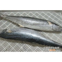 长期供应 海鱼 鲅鱼 新科黄海鲅鱼1kg/条 7.5kg/箱