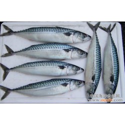 长期供应 鲐鱼 海鱼 华善挪威顶级鲐鱼 400-650g/袋 29元/袋