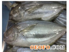 供应优质 厄瓜多尔 南美鲳 鲳鱼 80/100 100/150 150/200
