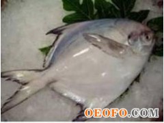 印度白鲳鱼 300/400
