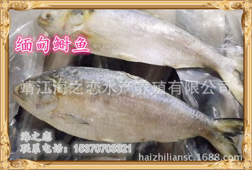 进口鲥鱼批发:缅甸鲥鱼|进口鲥鱼|冷冻鲥鱼|冷冻鲥鱼