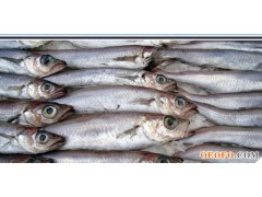 Blue Whiting