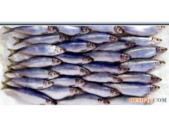 North Sea Herring