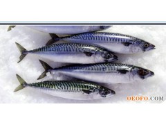 Atlantic Mackerel