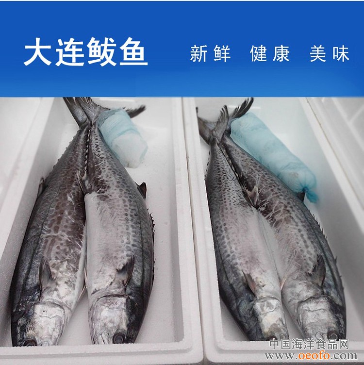 长期供应 大渔场 鲜活海鲜 海产鱼类 鲅鱼 特大鲅鱼 约3kg/条