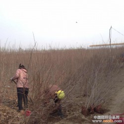 山东紫荆小苗|高纯度紫荆小苗出售