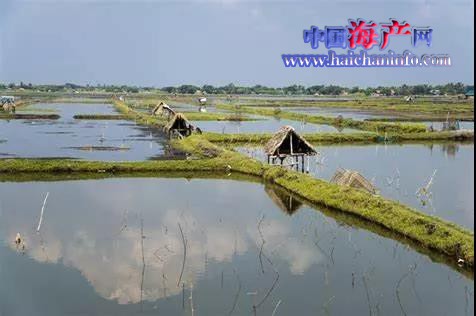 孟加拉国养虾池(来源:gaa)