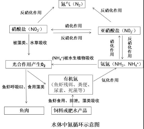 池塘亚硝酸盐迟迟降不下来,后果可能很严重!可能有哪些原因?